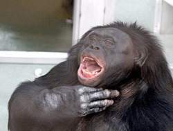 Yowie Society and its implications from a geopolitical perspective: Applying a new lens to critique post-modern ‘trickle-down’ economics&nbsp;theory