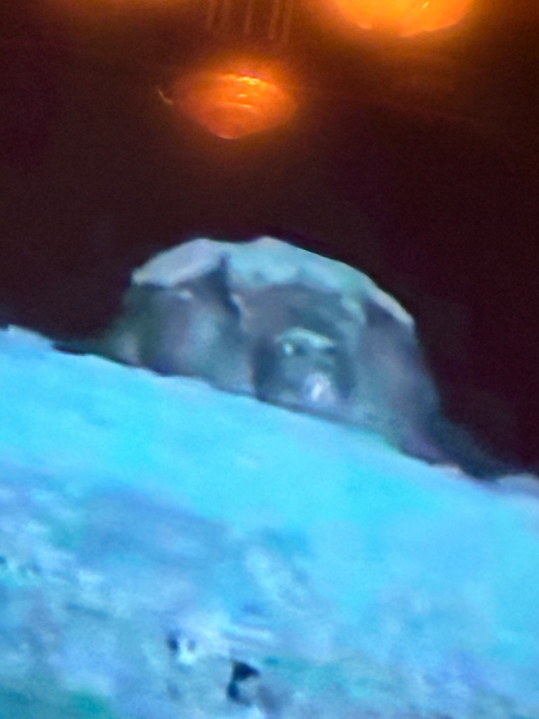 10 questions to ask a&nbsp;yowie